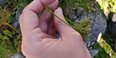 Mutellina purpurea
