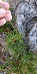 Mutellina purpurea