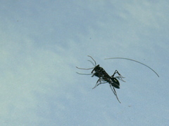 Odontomachus