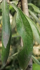 Pyrus elaeagrifolia