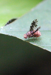 Homoneura trypetoptera