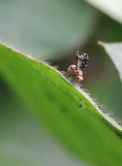 Homoneura trypetoptera