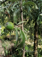Pyrus elaeagrifolia