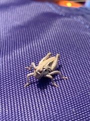 Acrididae