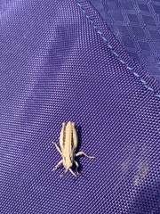 Acrididae