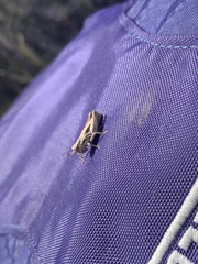 Acrididae