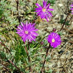 Lampranthus emarginatus