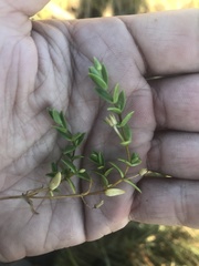 Stellaria humifusa