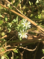 Stellaria humifusa