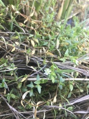 Stellaria humifusa
