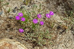 Lampranthus emarginatus