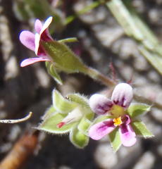 Pelargonium althaeoides