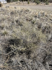 Baccharis pteronioides