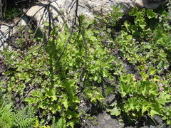 Pelargonium althaeoides