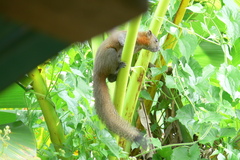 Callosciurus caniceps