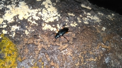 Strongylium erythrocephalum