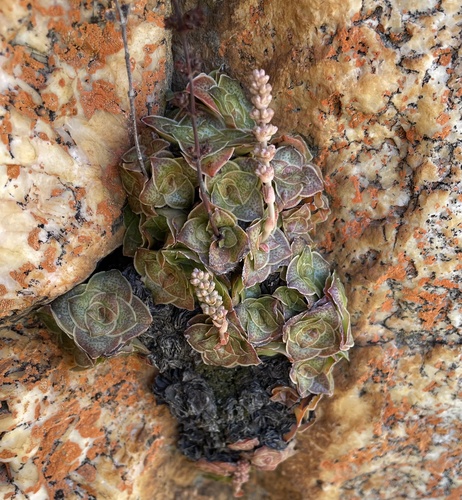 Crassula pseudhemisphaerica