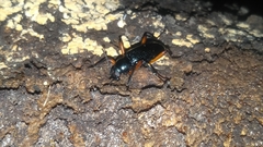 Strongylium erythrocephalum