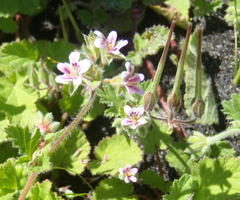Pelargonium althaeoides