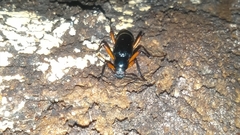 Strongylium erythrocephalum