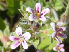 Pelargonium althaeoides