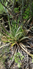 Hechtia pringlei