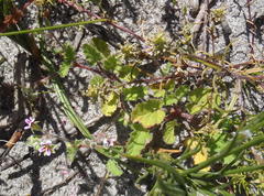 Pelargonium althaeoides