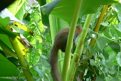 Callosciurus caniceps