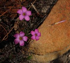 Oxalis polyphylla polyphylla