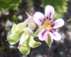 Pelargonium althaeoides