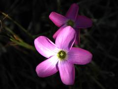 Oxalis polyphylla polyphylla