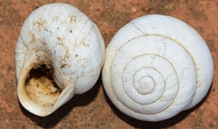 Sphincterochila candidissima