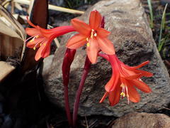 Cyrtanthus ventricosus