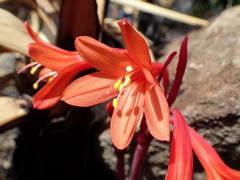 Cyrtanthus ventricosus