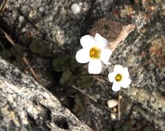 Oxalis punctata