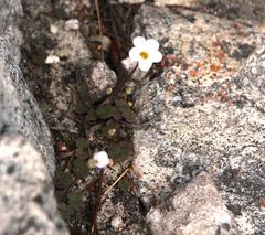 Oxalis punctata