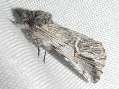 Ursia noctuiformis