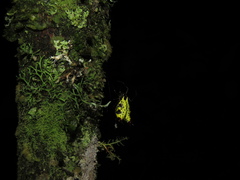 Micrathena decorata