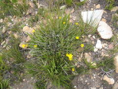 Osteospermum asperulum