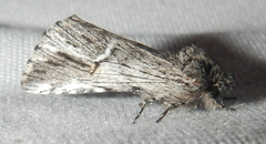 Ursia noctuiformis