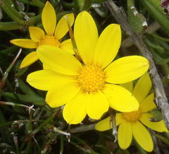 Osteospermum asperulum