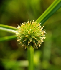 Cyperus brevifolioides