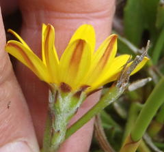 Osteospermum asperulum