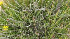 Osteospermum asperulum