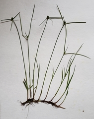 Cyperus brevifolioides