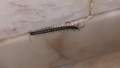 Scolopendra cataracta