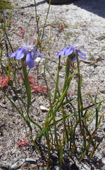 Moraea lugubris