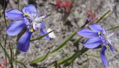 Moraea lugubris