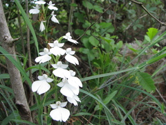 Habenaria plantaginea