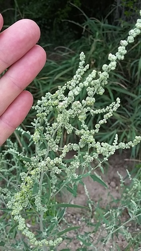 Image of Chenopodium pratericola by (c) Jaxon Rickel, some rights reserved (CC BY)